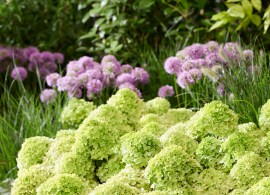 hydrangea groundbreaker greeny (10)